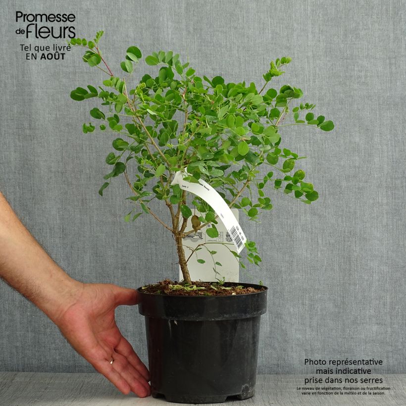 Spécimen de Colutea media Copper Beauty - Baguenaudier, Arbre à vessies Pot de 3L/4L tel que livré en été