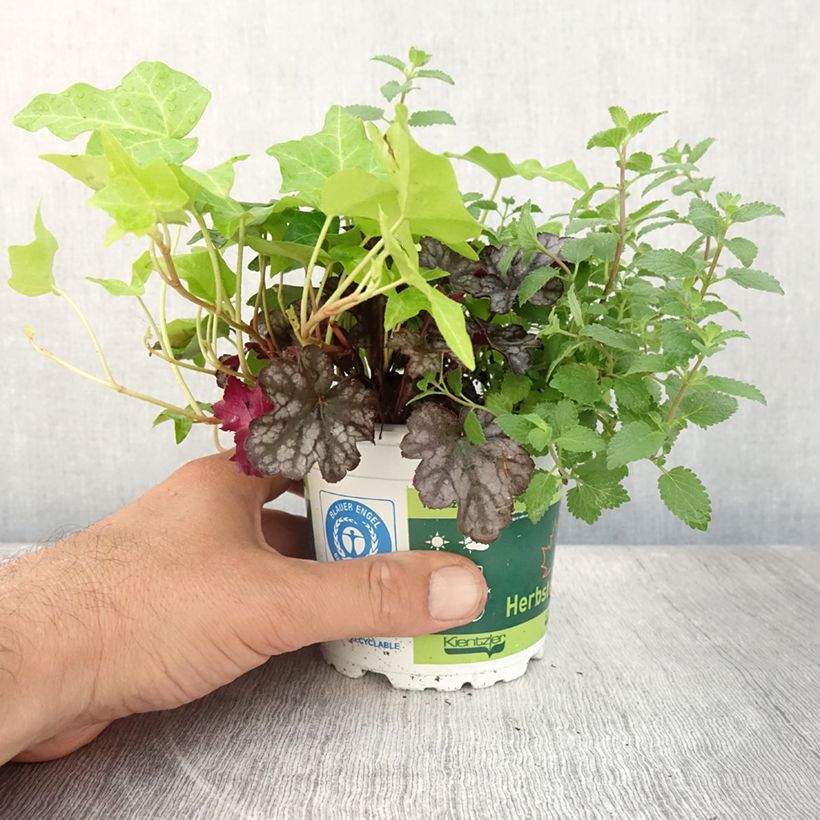 Spécimen de Composition Autumn Breeze - composition de 3 plantes Pot de 12 cm tel que livré en été