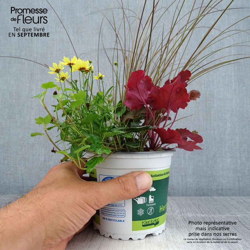 Spécimen de Composition Full of Joy - composition de 4 plantes Pot de 12 cm tel que livré en automne