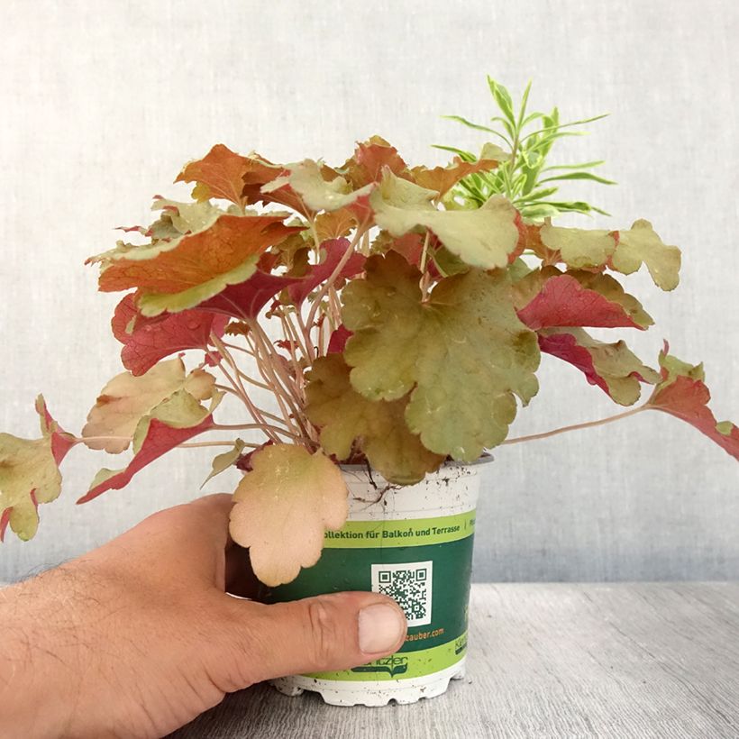 Spécimen de Composition Hidden Treasure - composition de 3 plantes Pot de 12 cm tel que livré en été