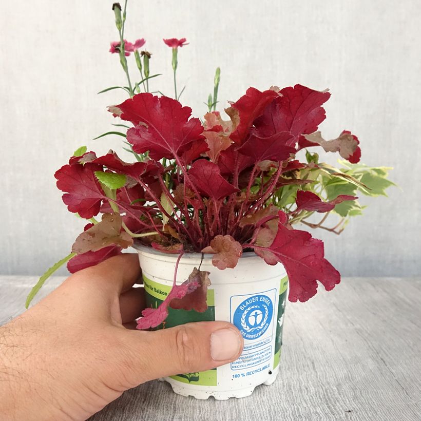 Spécimen de Composition Lucky Charm - composition de 3 plantes Pot de 12 cm tel que livré en été