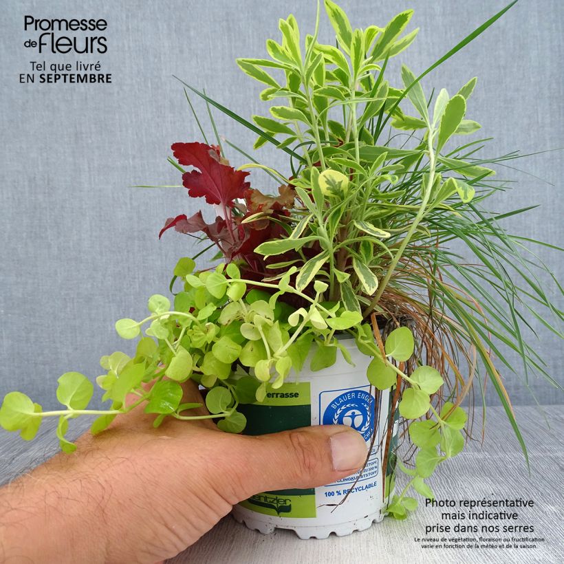 Spécimen de Composition lumière d'automne - composition de 4 plantes Pot de 12 cm tel que livré en automne