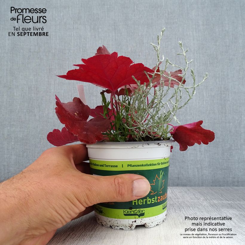 Spécimen de Composition Morning Walk - Composition de 3 plantes Pot de 12 cm tel que livré en automne