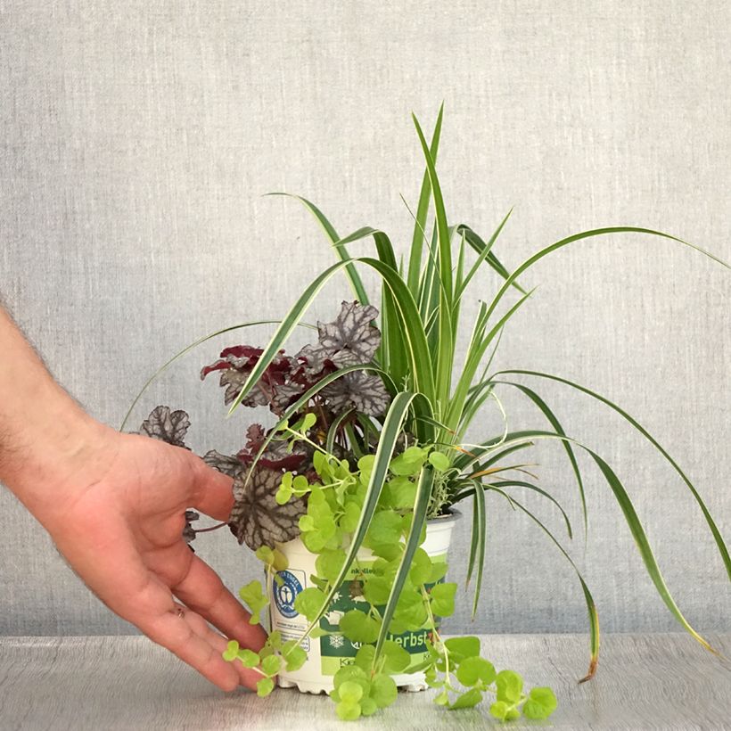Spécimen de Composition Silent Sunday - composition de 4 plantes Pot de 12 cm tel que livré en été