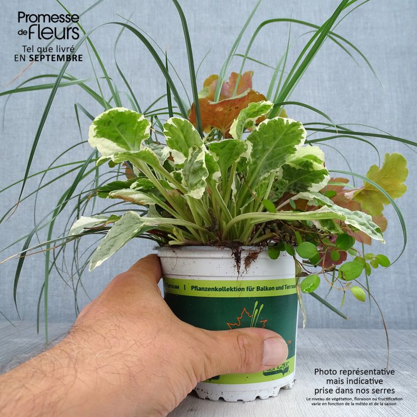 Spécimen de Composition Sunkissed - composition de 4 plantes Pot de 12 cm / 13 cm tel que livré en automne