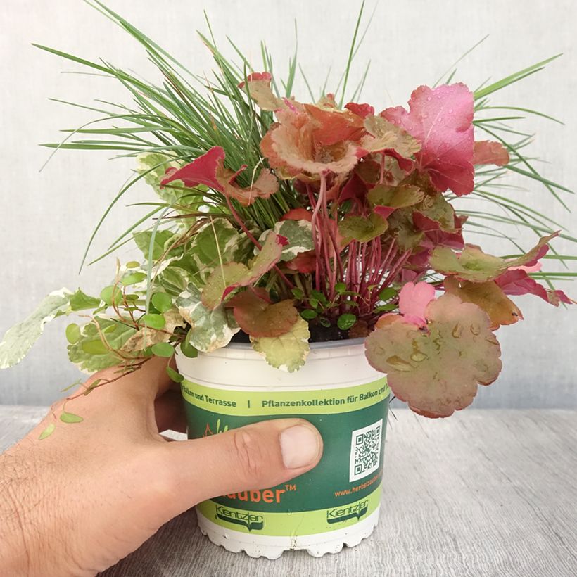 Spécimen de Composition Sunkissed - composition de 4 plantes Pot de 12 cm / 13 cm tel que livré en été
