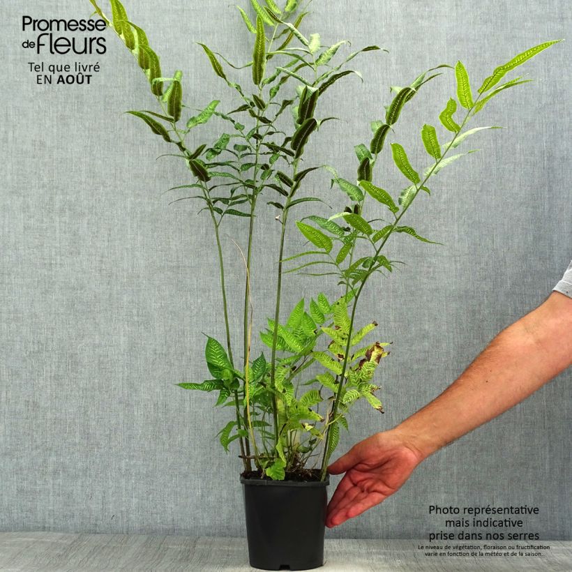 Spécimen de Coniogramme emeiensis - Fougère bambou Pot de 2L/3L tel que livré en été