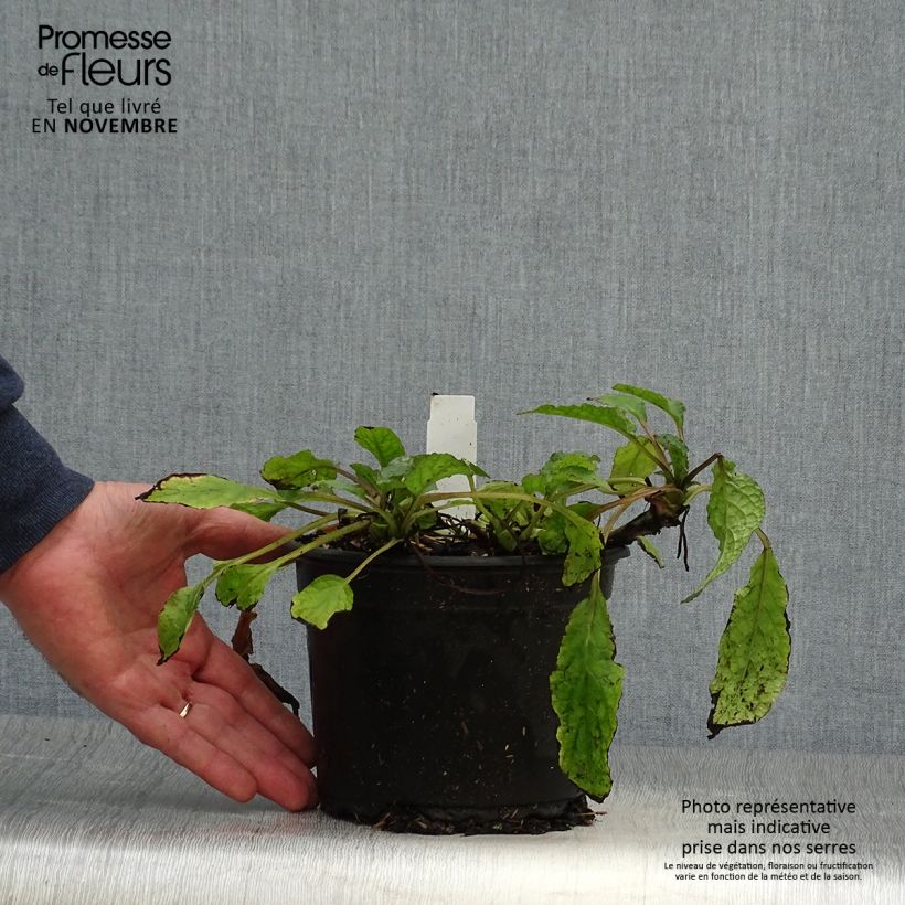 Spécimen de Consoude à grandes fleurs - Symphytum grandiflorum Pot de 2L/3L tel que livré en automne