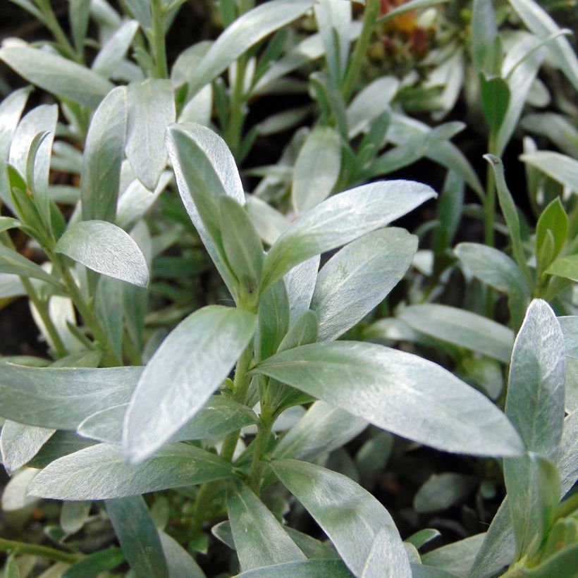 Convolvulus cneorum - Liseron argenté (Feuillage)