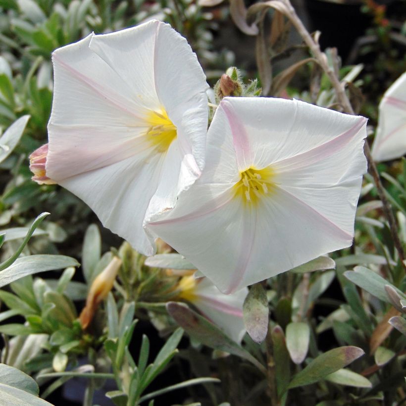 Convolvulus cneorum - Liseron argenté (Floraison)