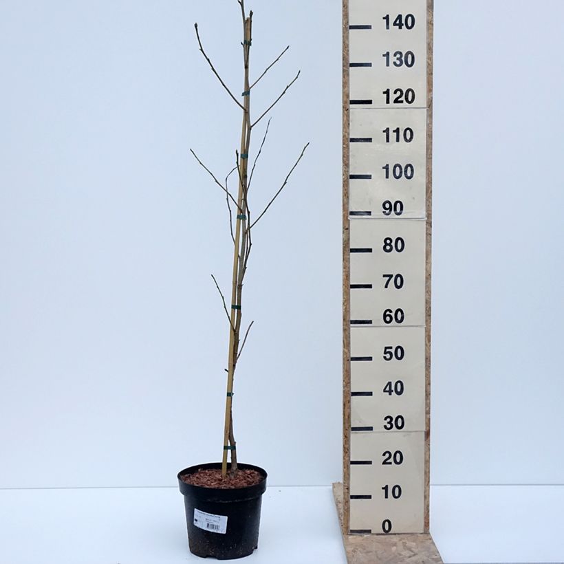 Spécimen de Copalme d'Amérique Aurora - Liquidambar styraciflua Pot de 4L/5LHauteur livrée env. 100/120cm tel que livré en hiver