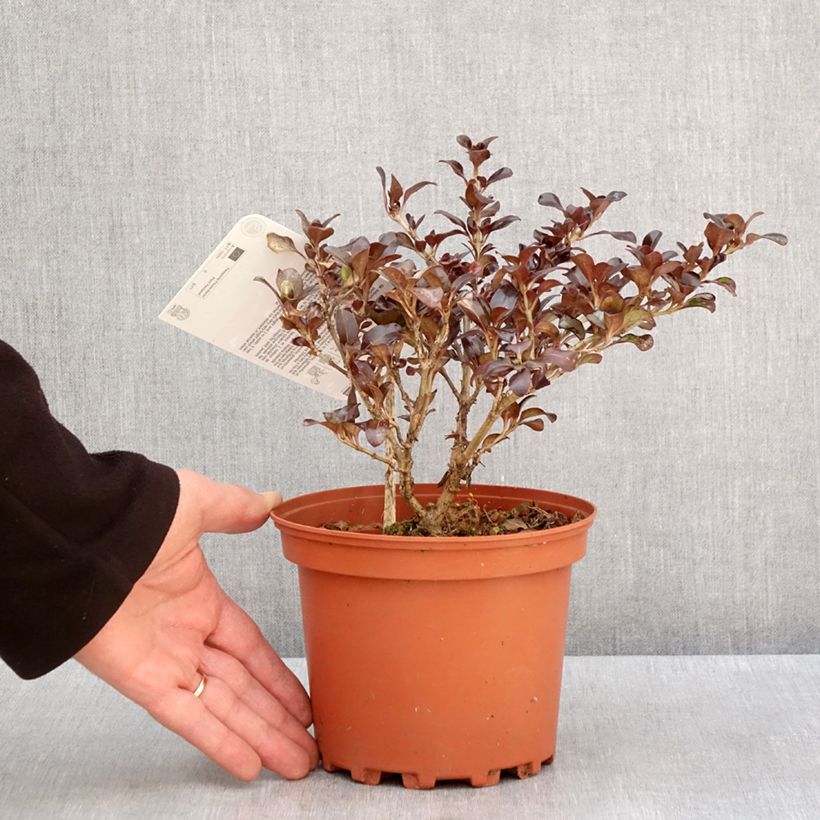 Spécimen de Coprosma Chocolate Soldier Pot de 2L/3L tel que livré en hiver