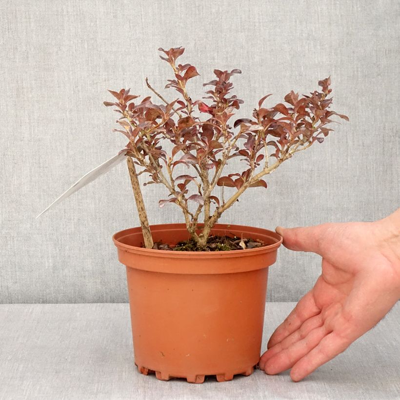 Spécimen de Coprosma Chocolate Soldier - Pot de 2L/3L tel que livré au printemps