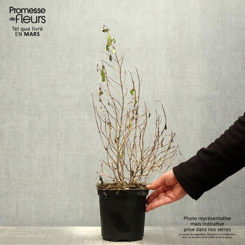 Spécimen de Coprosma Pina colada - Plante miroir Pot de 3L/4L tel que livré au printemps