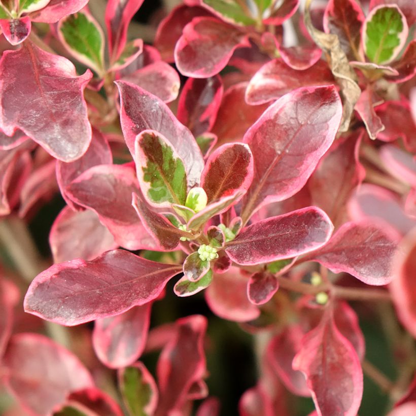 Coprosma repens Eclipse (Feuillage)