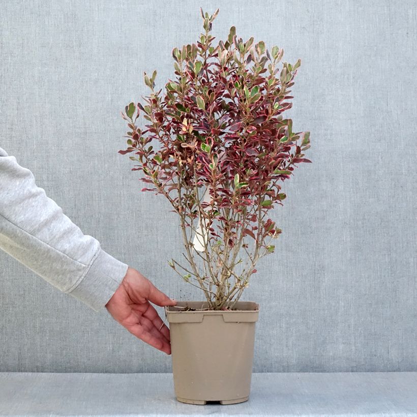 Spécimen de Coprosma repens Eclipse - Pot de 3L/4L tel que livré au printemps