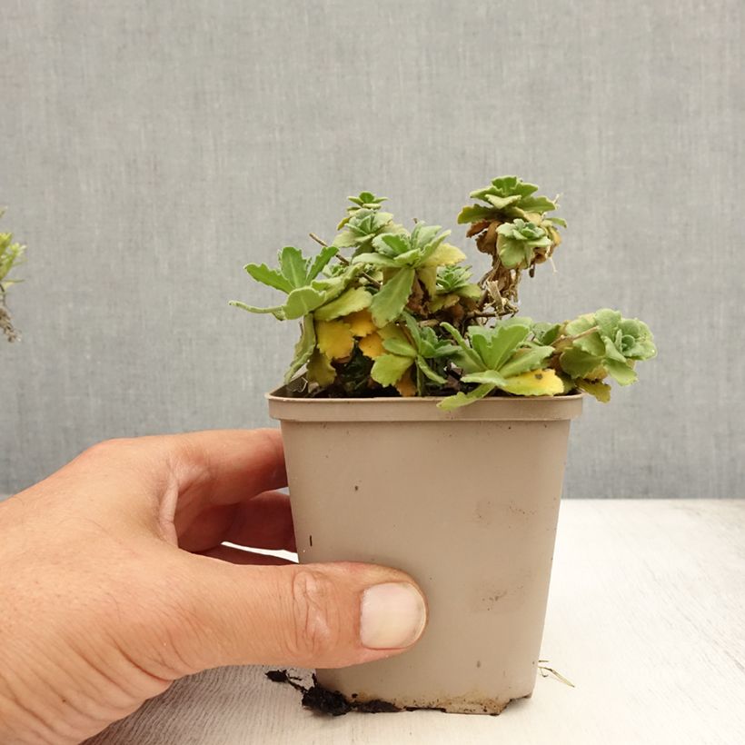 Spécimen de Corbeille d Argent, Arabis Caucasica Bakkely Godet de 8/9 cm tel que livré en été
