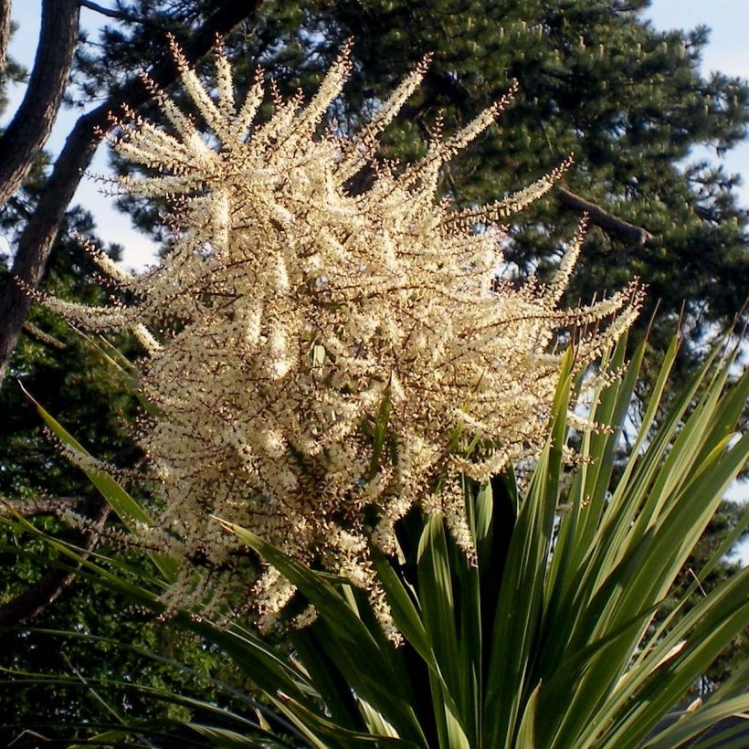 Cordyline australis (Floraison)