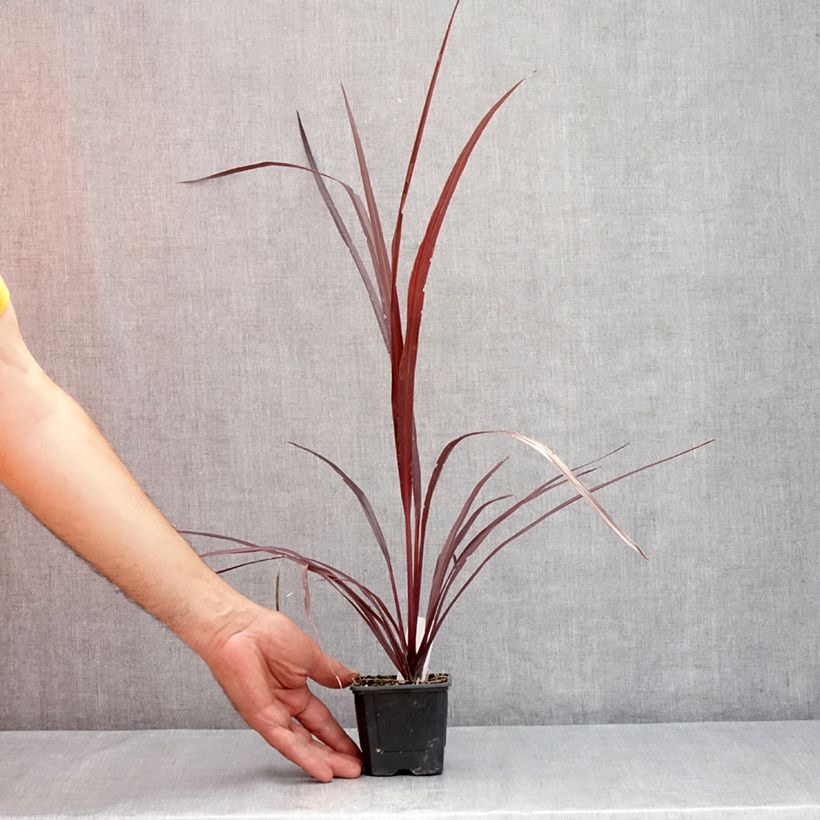 Spécimen de Cordyline australis Design a Line Burgundy Godet de 8/9 cm tel que livré en été
