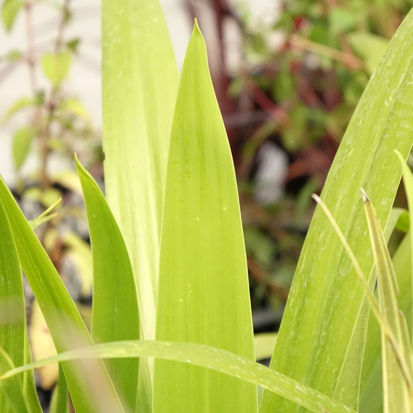 Cordyline australis Emerald Star Artic Jungle (Feuillage)
