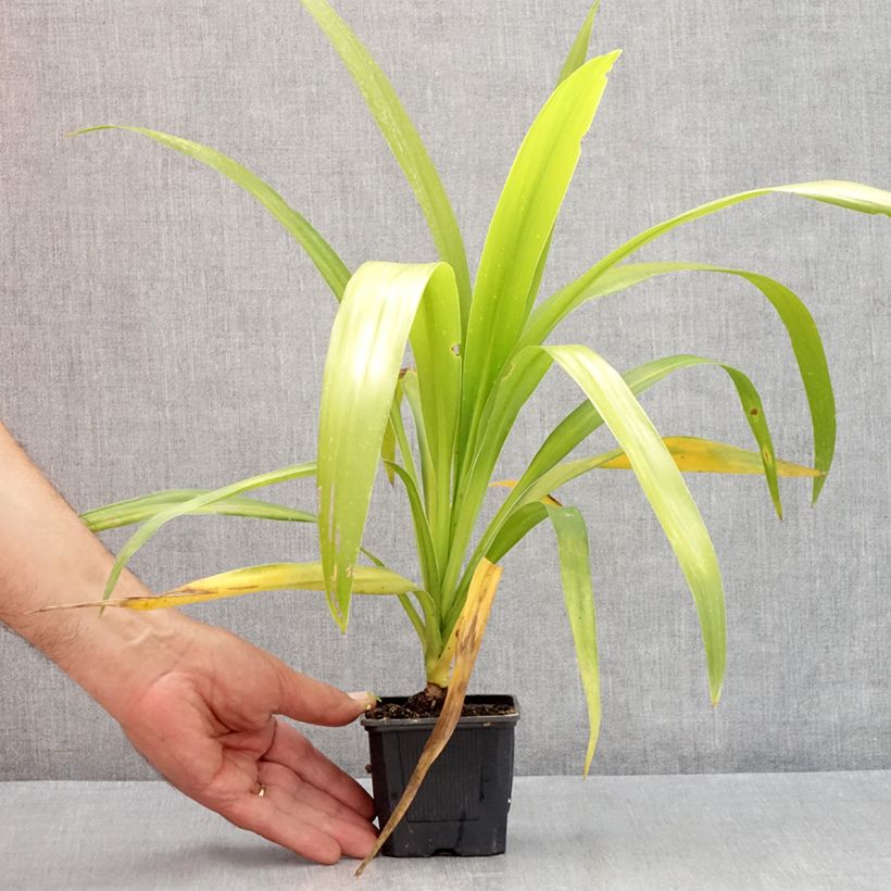Spécimen de Cordyline australis Emerald Star Artic Jungle Godet de 8/9 cm tel que livré en été