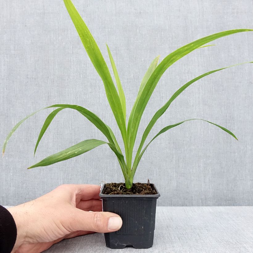 Spécimen de Cordyline australis Emerald Star Artic Jungle Godet de 8/9 cm tel que livré au printemps