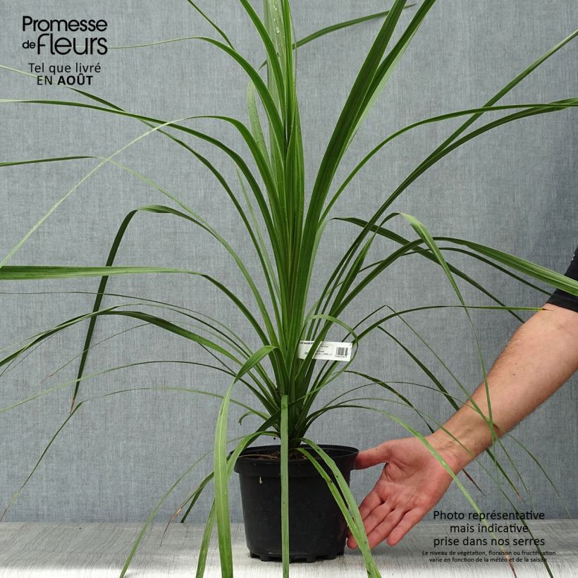 Spécimen de Cordyline australis Pot de 3L/4L tel que livré en été