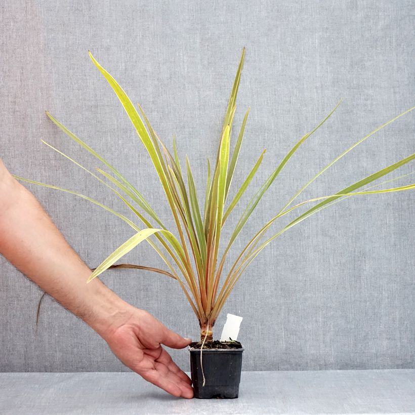 Spécimen de Cordyline australis Fantasy Godet de 8/9 cm tel que livré en été