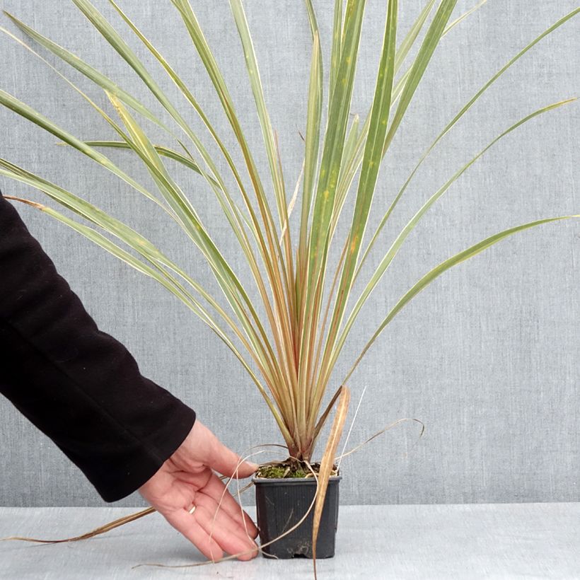 Spécimen de Cordyline australis Fantasy Godet de 8/9 cm tel que livré au printemps