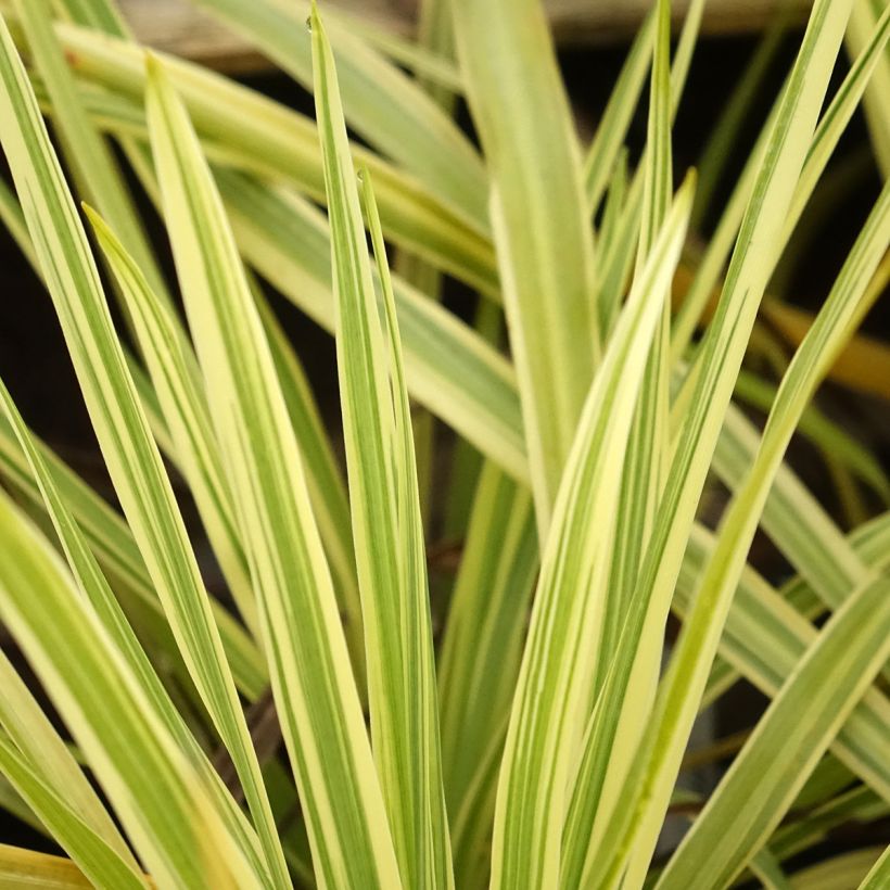 Cordyline australis Lime Passion (Feuillage)