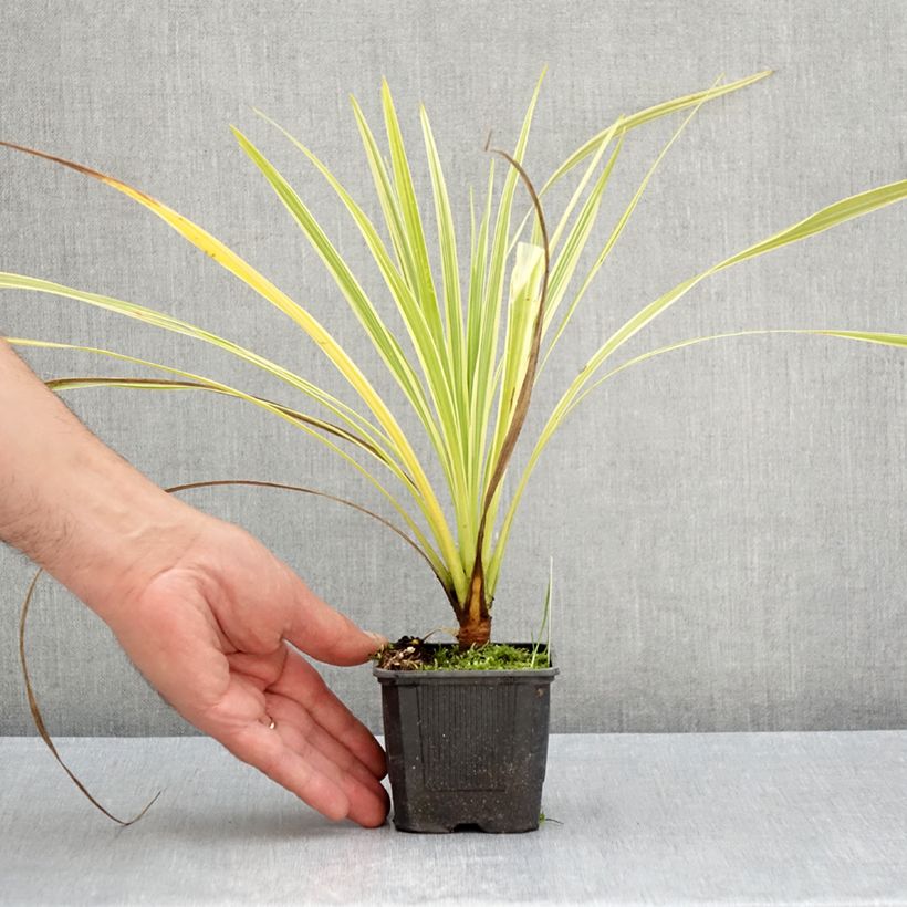 Spécimen de Cordyline australis Lime Passion Godet de 8/9 cm tel que livré en été