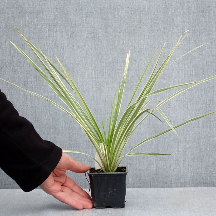 Spécimen de Cordyline australis Lime Passion Godet de 8/9 cm tel que livré au printemps