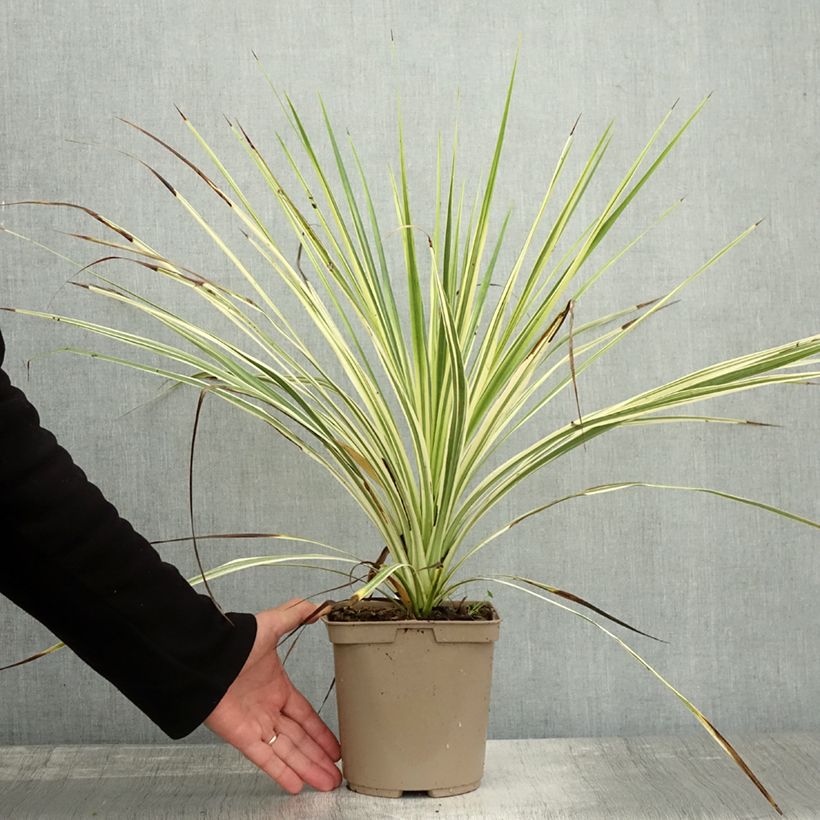 Spécimen de Cordyline australis Lime Passion Pot de 2L/3L tel que livré en automne