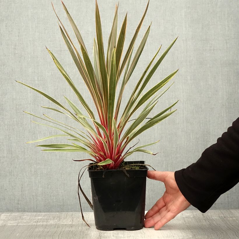 Spécimen de Cordyline australis Magic Star Pot de 3L/4L tel que livré en automne