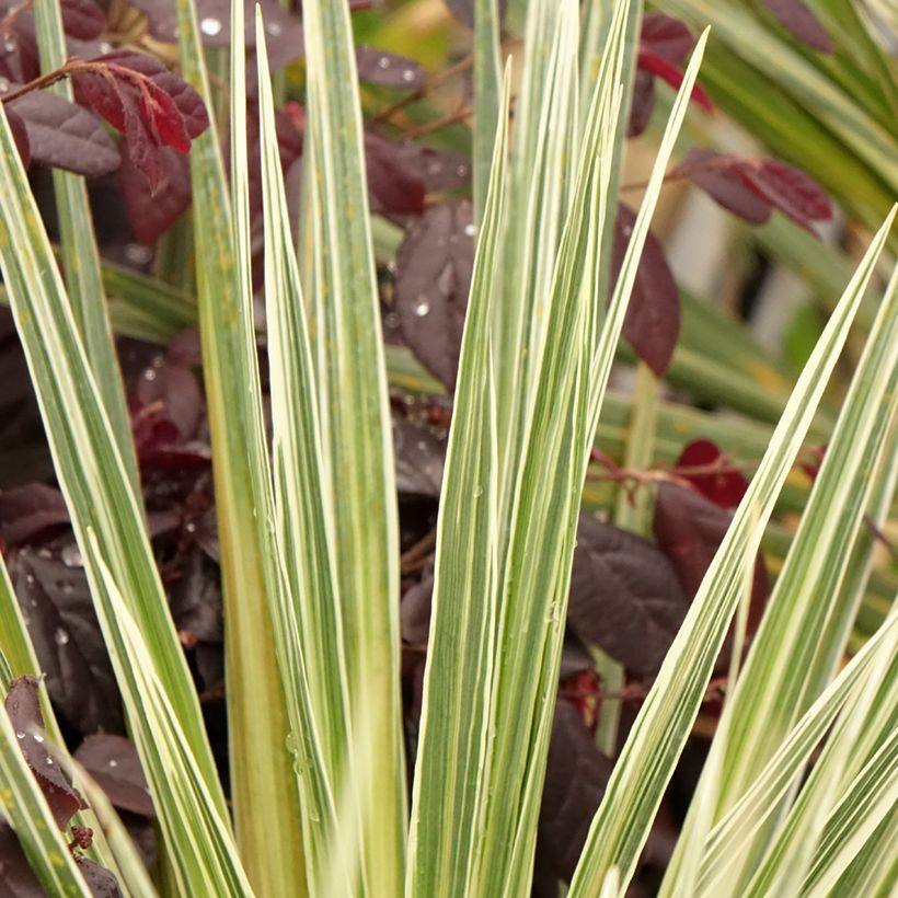 Cordyline australis Pink Champagne (Feuillage)