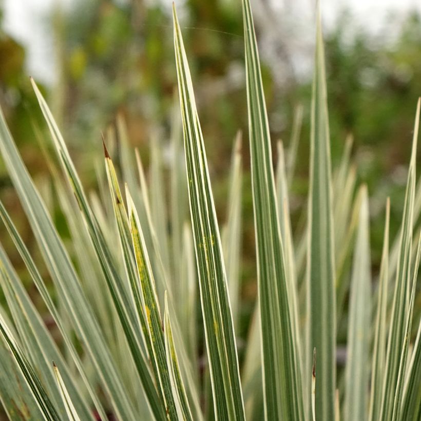 Cordyline australis Pink Champagne (Feuillage)