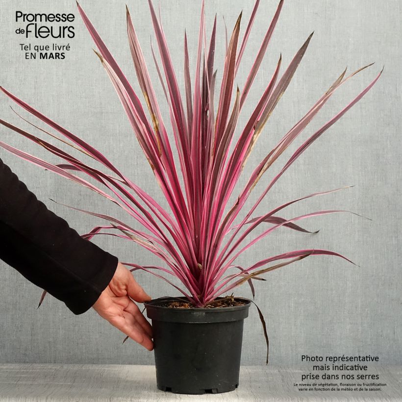 Spécimen de Cordyline australis Pink passion en pot de 2/3L tel que livré au printemps