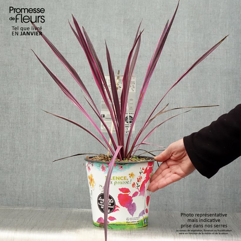 Spécimen de Cordyline australis Pink passion tel que livré en hiver