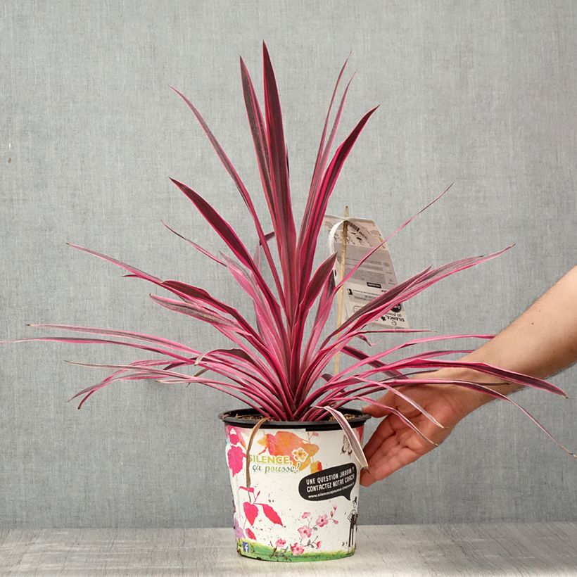 Spécimen de Cordyline australis Pink passion en pot de 4/5L tel que livré au printemps