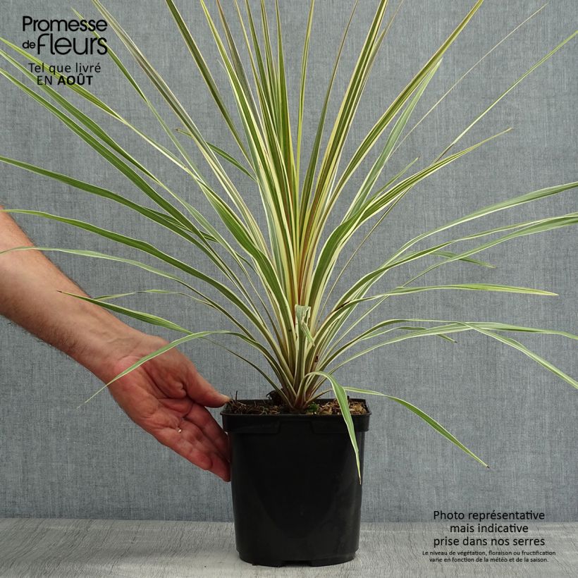 Spécimen de Cordyline australis Torbay Dazzler Pot de 2L/3L tel que livré en été