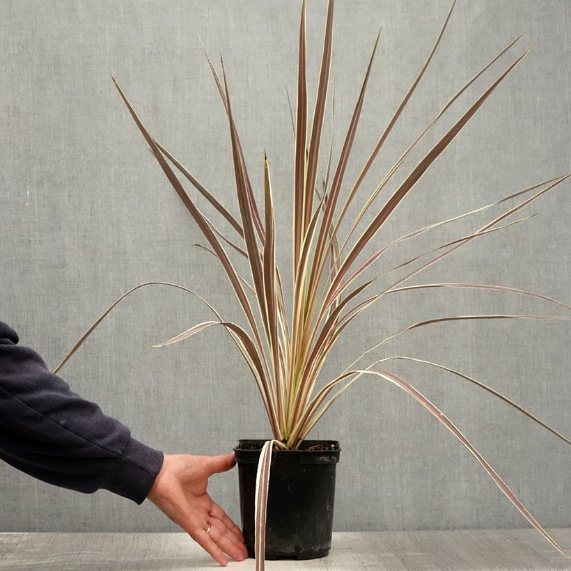 Spécimen de Cordyline banksii Electric Flash - Cordyline Pot de 3L/4L tel que livré en été