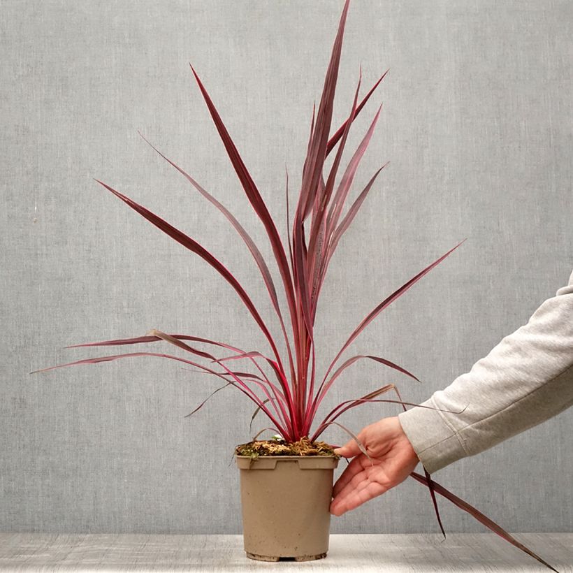 Spécimen de Cordyline banksii Electric Pink Pot de 3L/4L tel que livré en été
