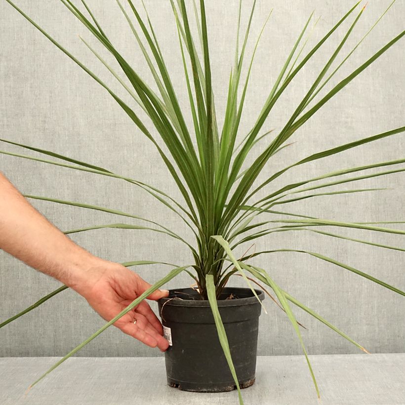 Spécimen de Cordyline indivisa Pot de 3L/4L tel que livré en été