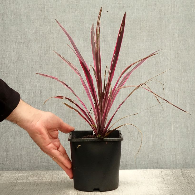 Spécimen de Cordyline Paso Doble - Cordyline australe Pot de 1,5L/2L tel que livré en automne