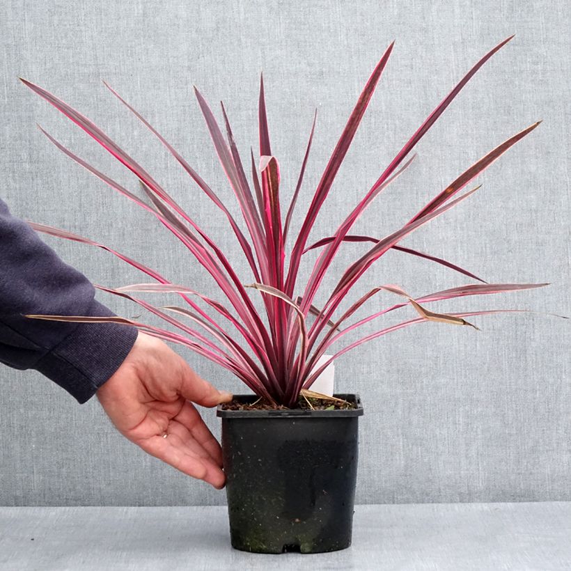 Spécimen de Cordyline Paso Doble - Cordyline australe Pot de 1,5L/2L tel que livré au printemps