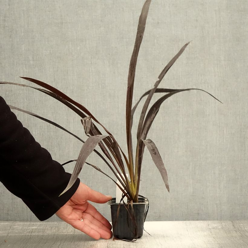 Spécimen de Cordyline x banksii Renegade Godet de 8/9 cm tel que livré en automne