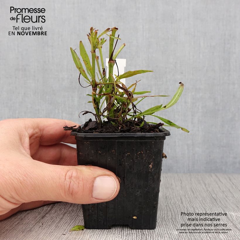 Spécimen de Coreopsis Cosmic Eye Godet de 8/9 cm tel que livré en automne