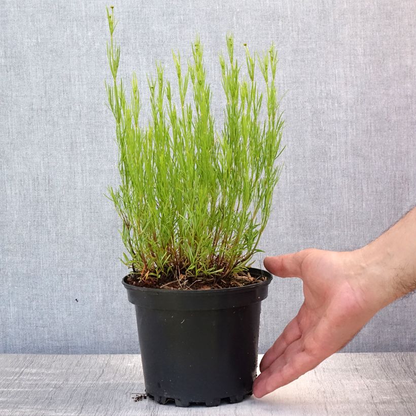 Spécimen de Coreopsis Cosmic Eye Pot de 2L/3L tel que livré en été