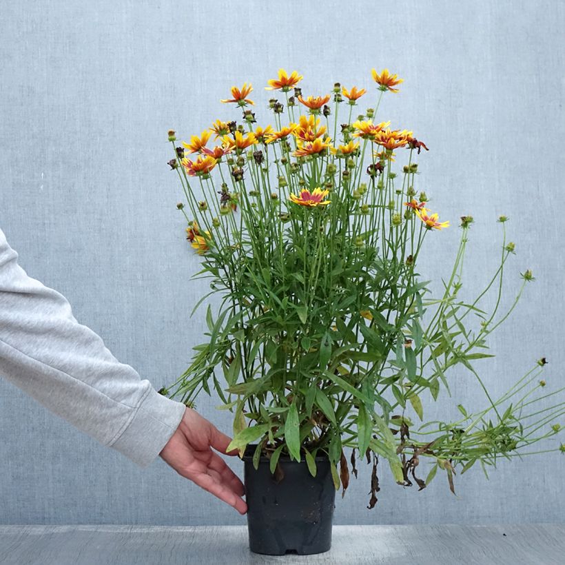 Spécimen de Coreopsis grandiflora Golden Stardust Pot de 1,5L/2L tel que livré en été