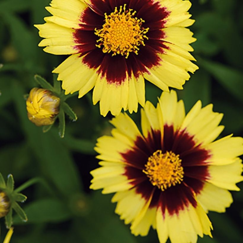 Coreopsis Uptick Yellow and Red (Floraison)